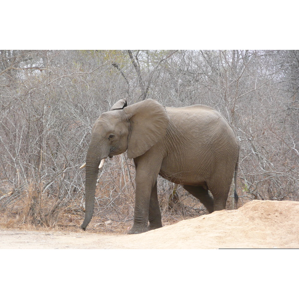 Picture South Africa Kruger National Park Sable River 2008-09 0 - History Sable River