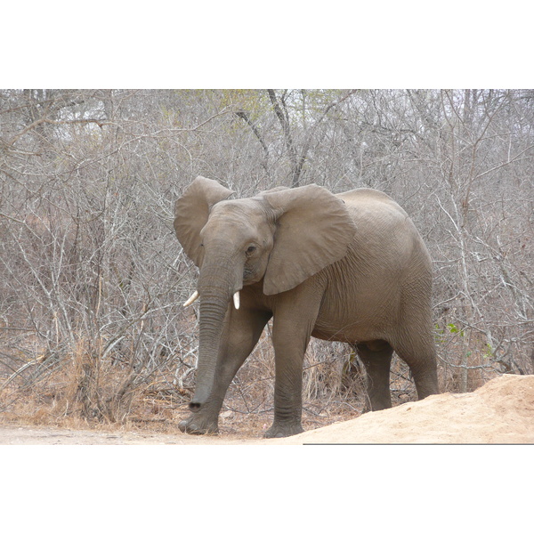 Picture South Africa Kruger National Park Sable River 2008-09 22 - Journey Sable River