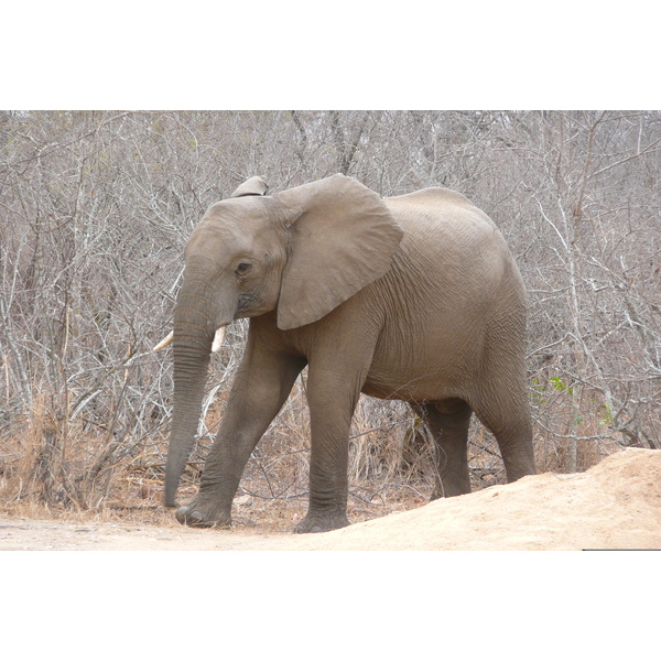 Picture South Africa Kruger National Park Sable River 2008-09 18 - Tour Sable River