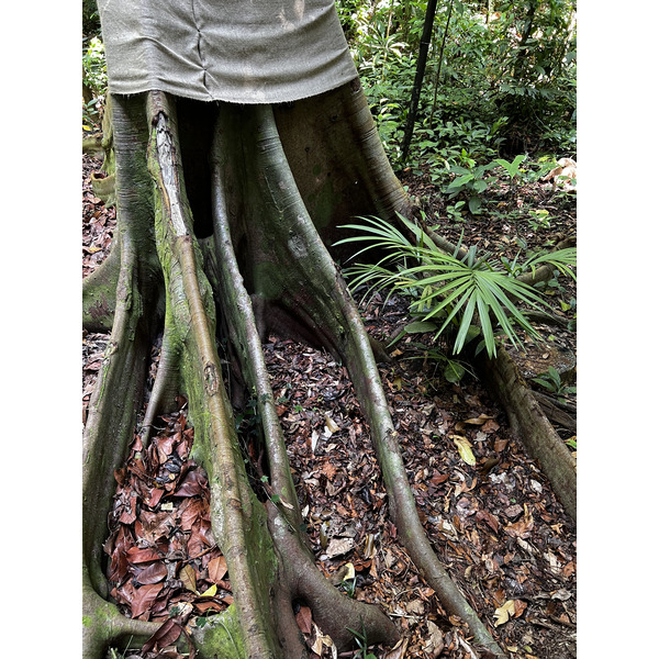 Picture Singapore Singapore Botanic Gardens 2023-01 19 - History Singapore Botanic Gardens