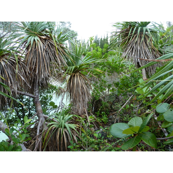 Picture New Caledonia Ile des pins Oro Bay 2010-05 52 - History Oro Bay