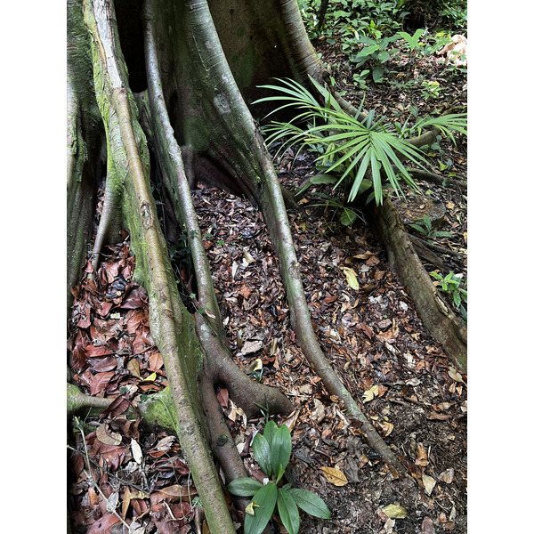 Picture Singapore Singapore Botanic Gardens 2023-01 117 - Journey Singapore Botanic Gardens