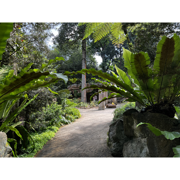 Picture Singapore Singapore Botanic Gardens 2023-01 78 - Discovery Singapore Botanic Gardens