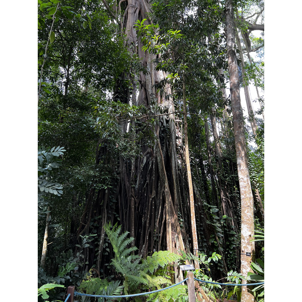 Picture Singapore Singapore Botanic Gardens 2023-01 29 - Discovery Singapore Botanic Gardens