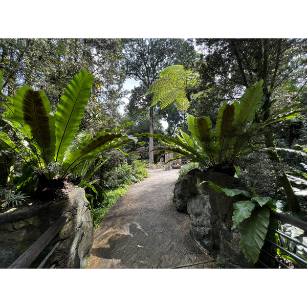 Picture Singapore Singapore Botanic Gardens 2023-01 66 - Journey Singapore Botanic Gardens