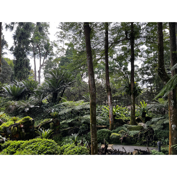 Picture Singapore Singapore Botanic Gardens 2023-01 39 - Discovery Singapore Botanic Gardens