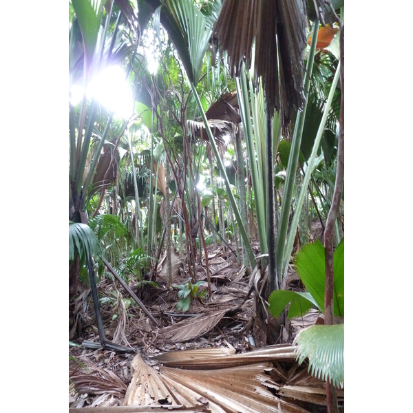 Picture Seychelles Vallee de Mai 2011-10 52 - Journey Vallee de Mai