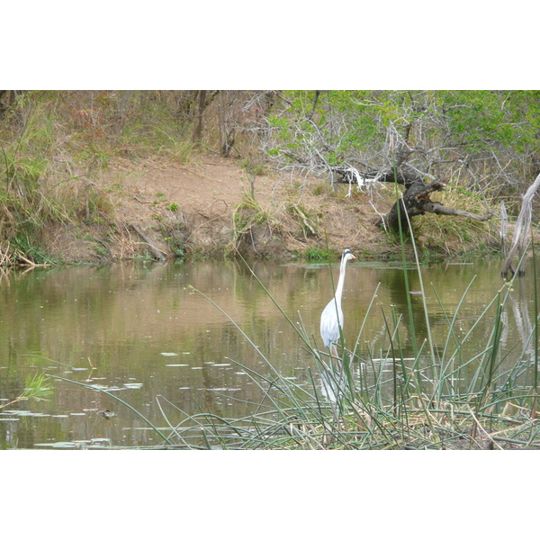 Picture South Africa Kruger National Park Sable River 2008-09 48 - Tours Sable River