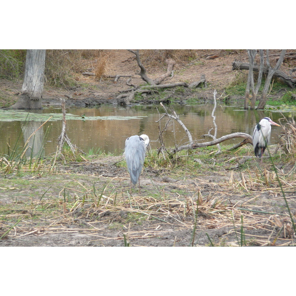 Picture South Africa Kruger National Park Sable River 2008-09 41 - Tours Sable River