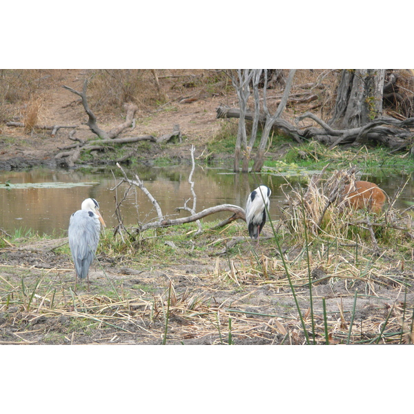 Picture South Africa Kruger National Park Sable River 2008-09 32 - Center Sable River