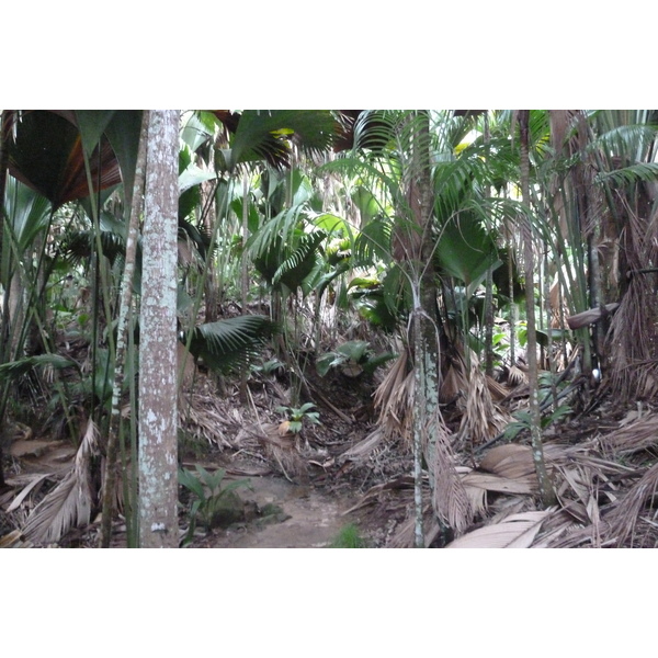 Picture Seychelles Vallee de Mai 2011-10 63 - Center Vallee de Mai