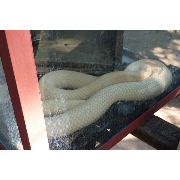 Picture Thailand Chiang Mai Mae Sa Snake Farm 2010-12 11 - History Mae Sa Snake Farm