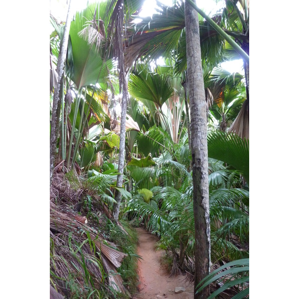 Picture Seychelles Vallee de Mai 2011-10 87 - Center Vallee de Mai