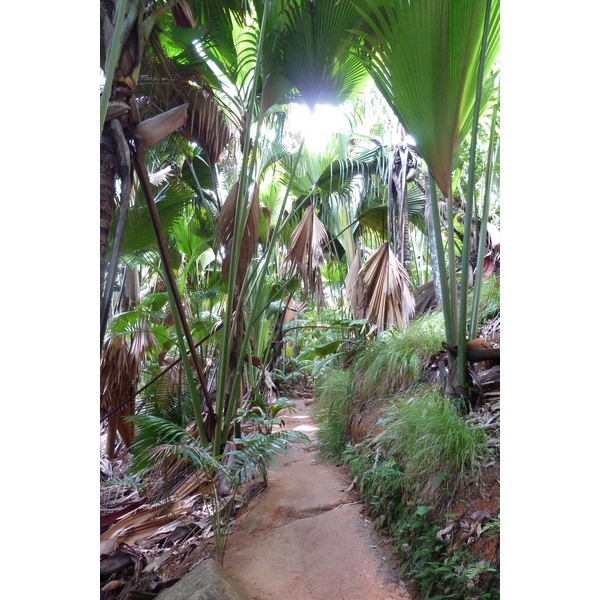 Picture Seychelles Vallee de Mai 2011-10 68 - Tours Vallee de Mai