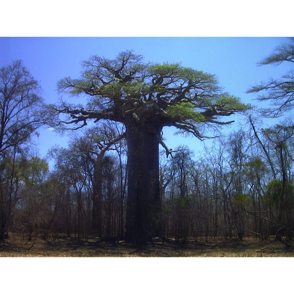 Picture Madagascar Morondava 1999-10 11 - Discovery Morondava