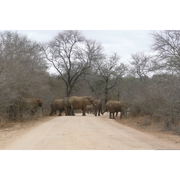 Picture South Africa Kruger National Park Sable River 2008-09 60 - Tours Sable River