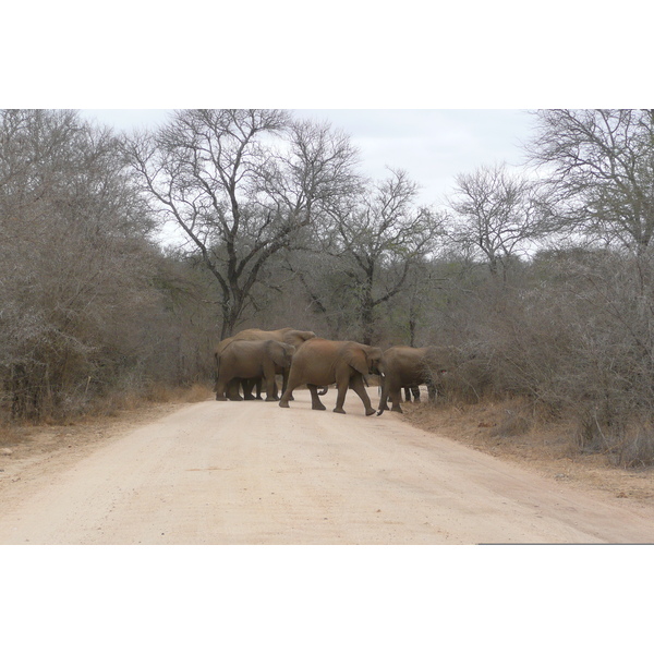 Picture South Africa Kruger National Park Sable River 2008-09 51 - Around Sable River