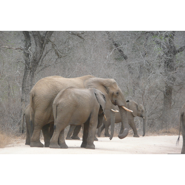 Picture South Africa Kruger National Park Sable River 2008-09 47 - Discovery Sable River