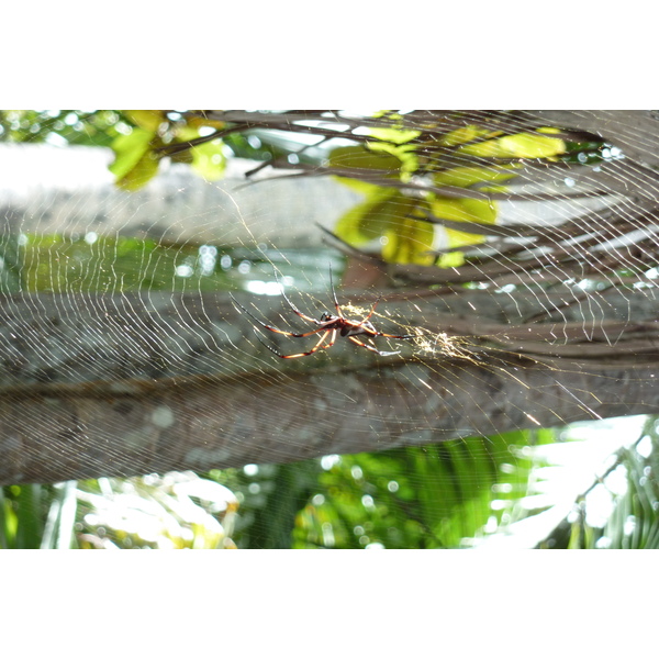 Picture Seychelles Vallee de Mai 2011-10 67 - Journey Vallee de Mai