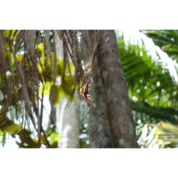 Picture Seychelles Vallee de Mai 2011-10 77 - Journey Vallee de Mai