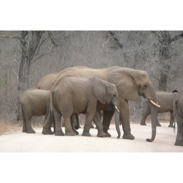 Picture South Africa Kruger National Park Sable River 2008-09 56 - Tour Sable River