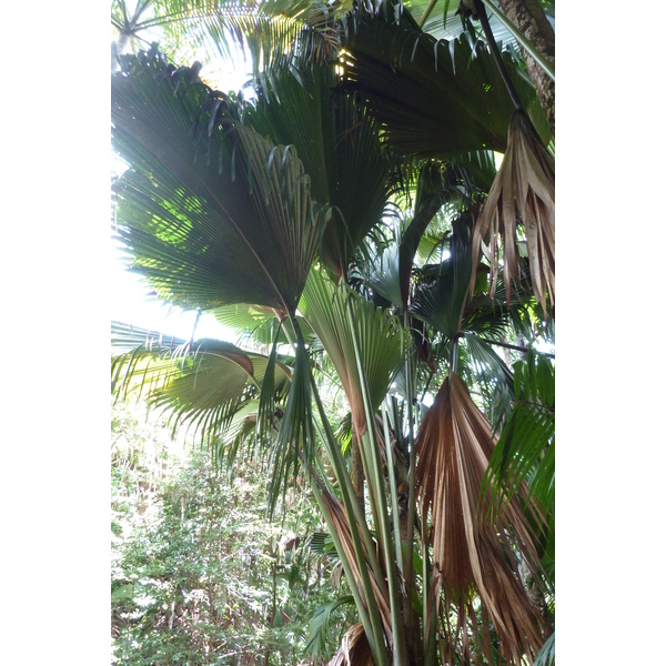 Picture Seychelles Vallee de Mai 2011-10 2 - Center Vallee de Mai