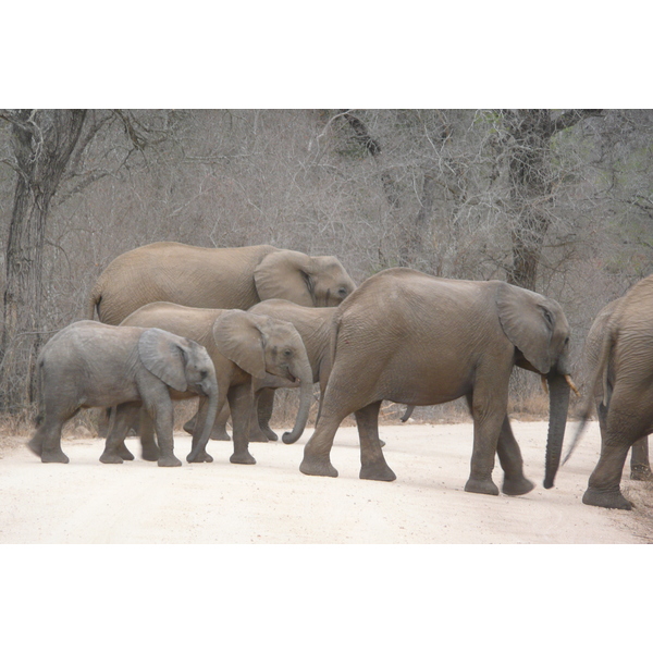 Picture South Africa Kruger National Park Sable River 2008-09 52 - Around Sable River