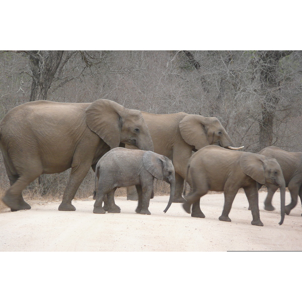 Picture South Africa Kruger National Park Sable River 2008-09 58 - Tours Sable River