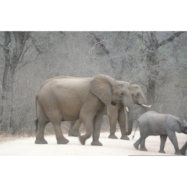 Picture South Africa Kruger National Park Sable River 2008-09 59 - Tours Sable River