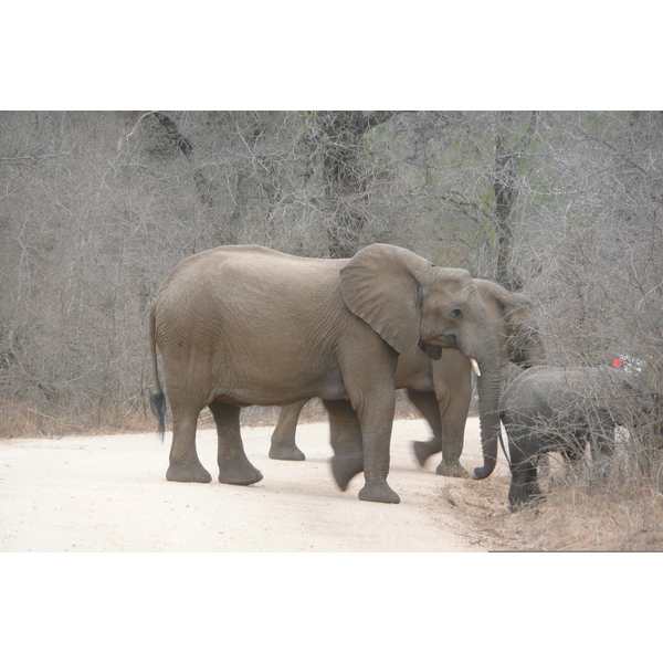 Picture South Africa Kruger National Park Sable River 2008-09 65 - Tours Sable River