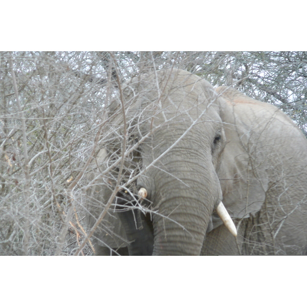 Picture South Africa Kruger National Park Sable River 2008-09 68 - Tours Sable River