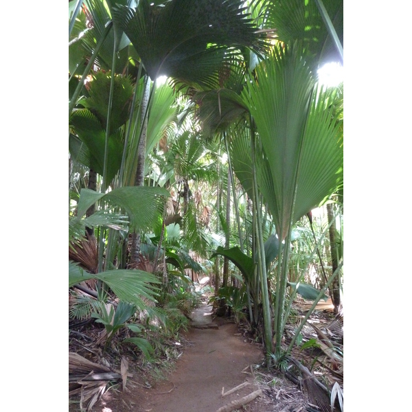 Picture Seychelles Vallee de Mai 2011-10 29 - Journey Vallee de Mai