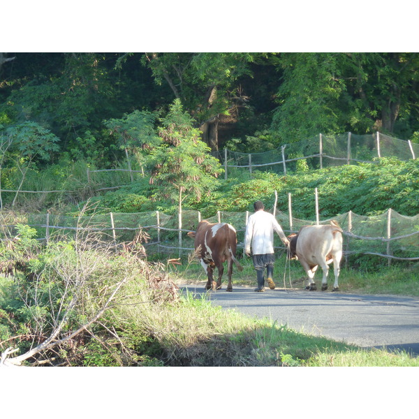 Picture Fiji Nadi to Sigatoka road 2010-05 5 - Tours Nadi to Sigatoka road