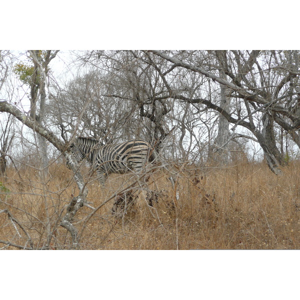 Picture South Africa Kruger National Park 2008-09 43 - Discovery Kruger National Park