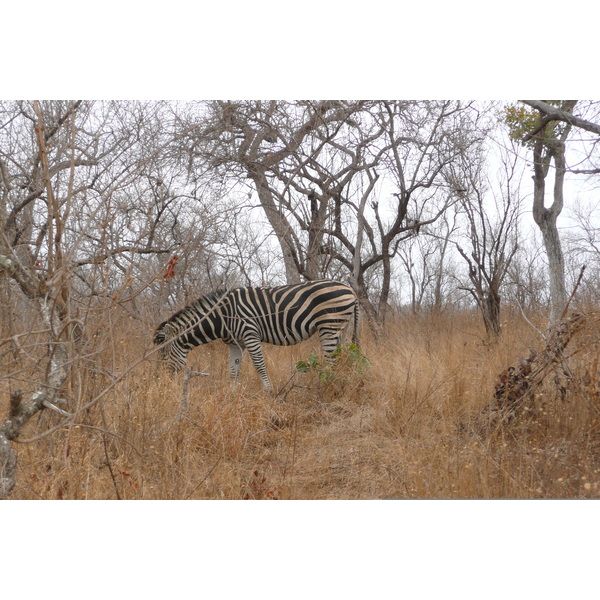 Picture South Africa Kruger National Park 2008-09 62 - Center Kruger National Park