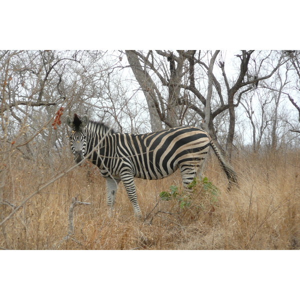 Picture South Africa Kruger National Park 2008-09 41 - History Kruger National Park