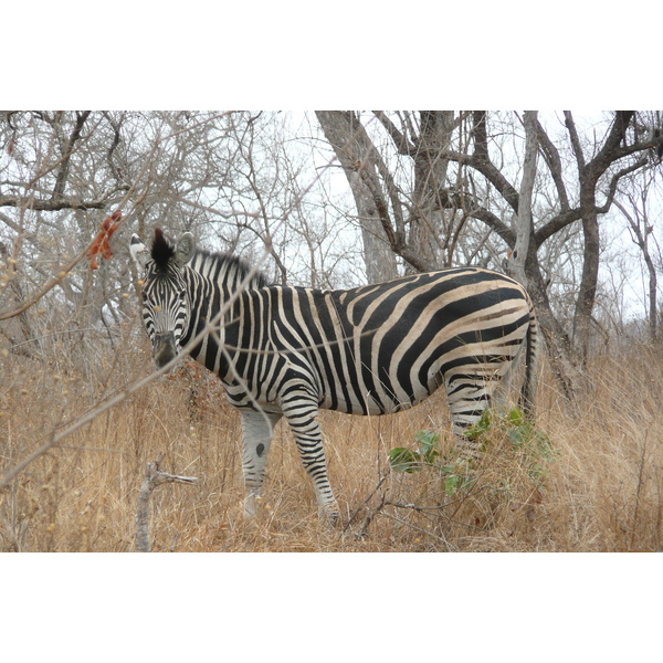 Picture South Africa Kruger National Park 2008-09 23 - Recreation Kruger National Park