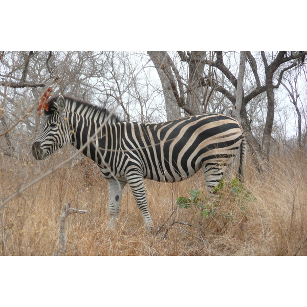 Picture South Africa Kruger National Park 2008-09 81 - Center Kruger National Park