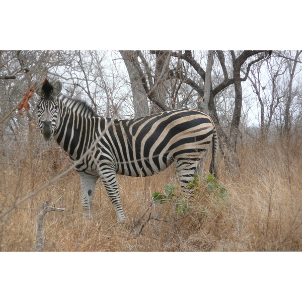 Picture South Africa Kruger National Park 2008-09 64 - Center Kruger National Park