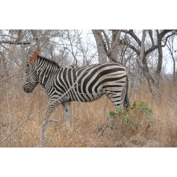 Picture South Africa Kruger National Park 2008-09 82 - Tour Kruger National Park