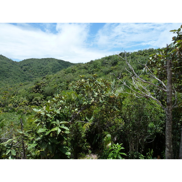 Picture Seychelles Vallee de Mai 2011-10 74 - Tours Vallee de Mai