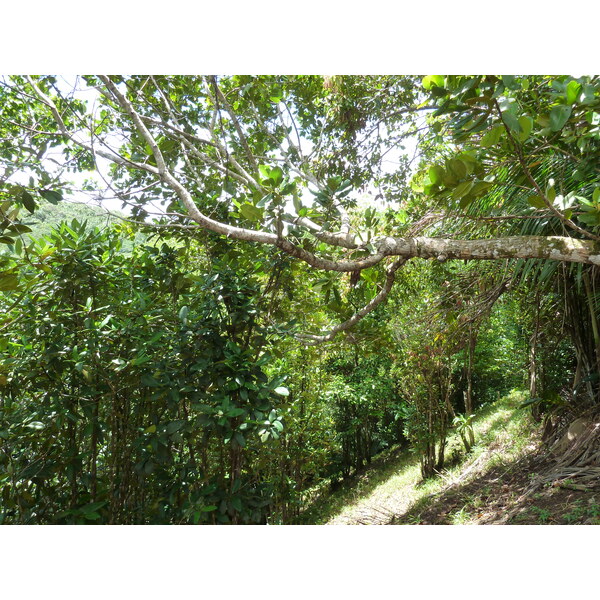 Picture Seychelles Vallee de Mai 2011-10 72 - Tour Vallee de Mai