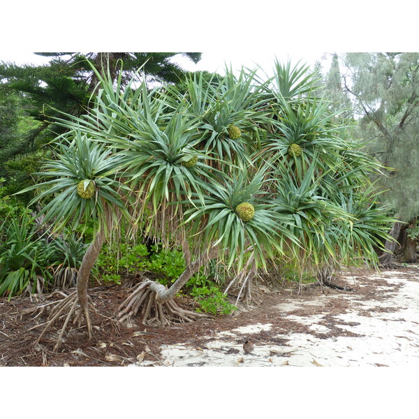 Picture New Caledonia Ile des pins Kuto Beach 2010-05 21 - Center Kuto Beach