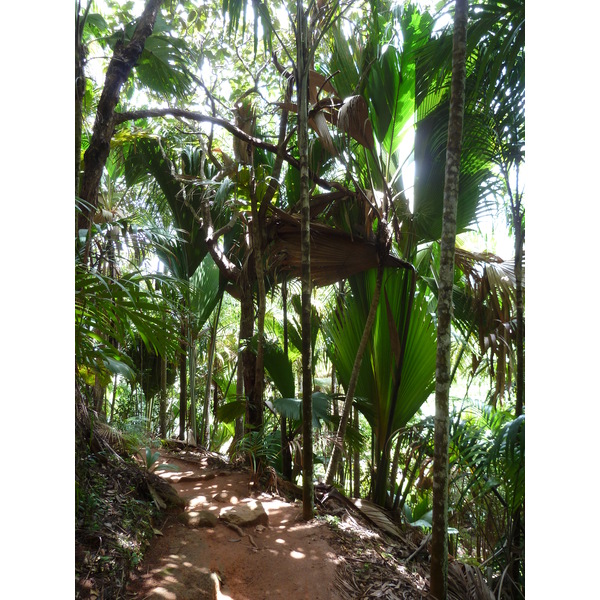 Picture Seychelles Vallee de Mai 2011-10 73 - Tour Vallee de Mai