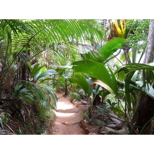 Picture Seychelles Vallee de Mai 2011-10 90 - Tours Vallee de Mai