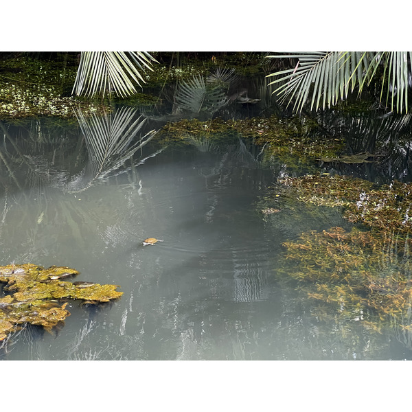 Picture Singapore Singapore Botanic Gardens 2023-01 1 - Around Singapore Botanic Gardens