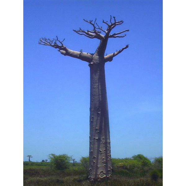 Picture Madagascar Morondava 1999-10 22 - Journey Morondava