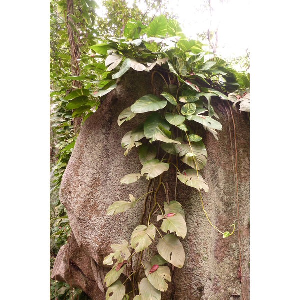 Picture Seychelles La Digue 2011-10 180 - Tours La Digue