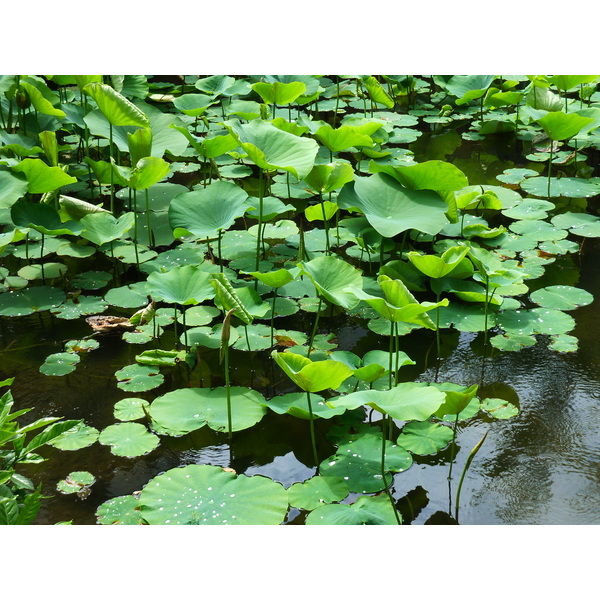 Picture Japan Kyoto Shosei en Garden 2010-06 6 - History Shosei en Garden