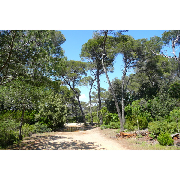 Picture France Porquerolles Island Plaine de la courtade 2008-05 38 - Recreation Plaine de la courtade